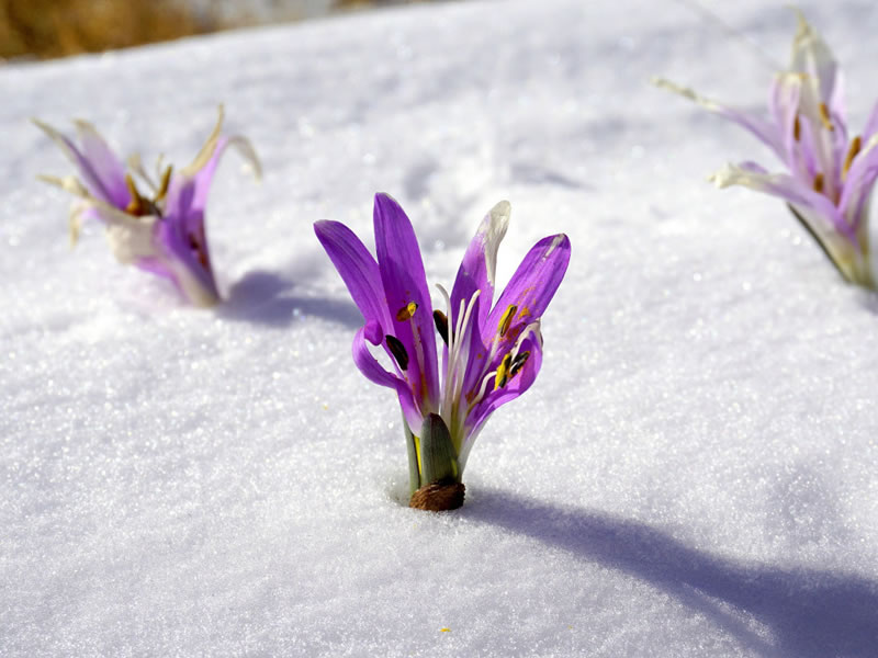 Flor creciendo en la nieve